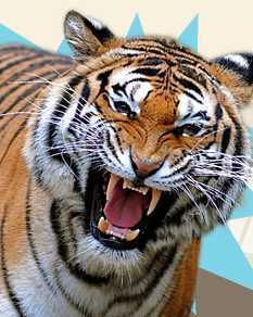 Getunik macht Druck für den Tiger