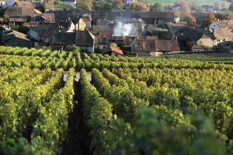 Bison gewinnt Partner für Weiterentwicklung des Weinhandel-ERP